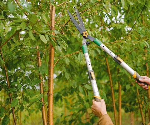 Tree Care work